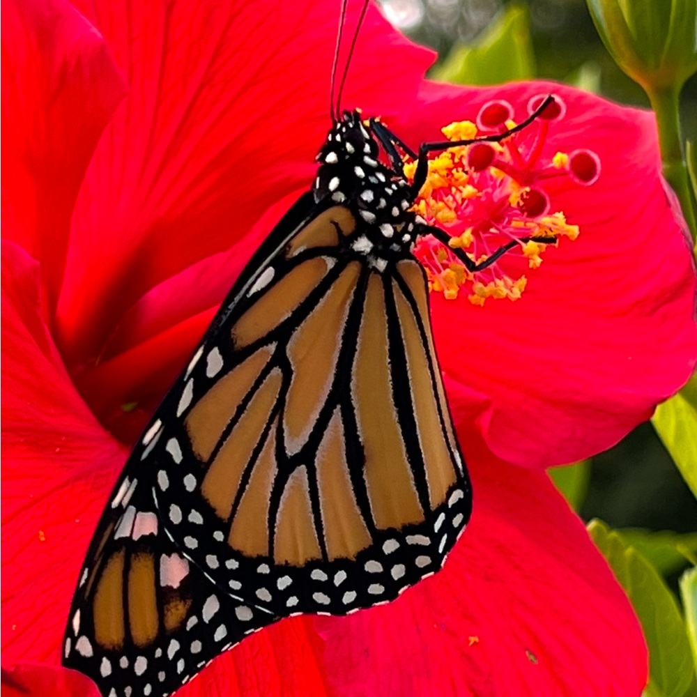 Unlisted Items Live Show